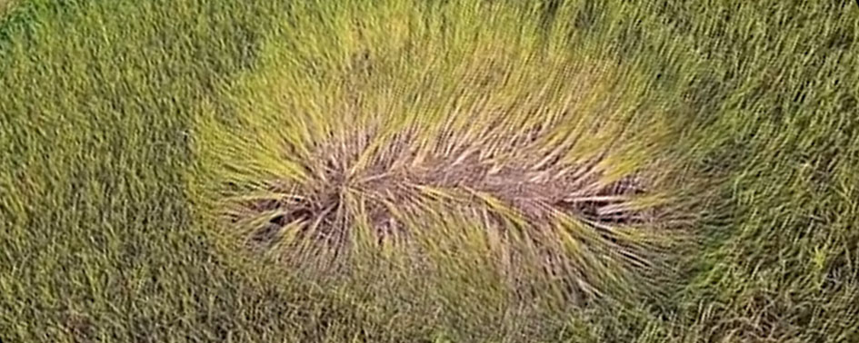 Marca misteriosa surgiu em uma lagoa no Piauí